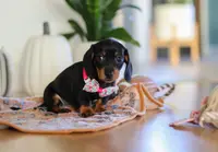 Misty, a female Miniature Dachshund for sale in Walnut Creek, OH – Photo 5 of 7