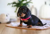 Misty, a female Miniature Dachshund for sale in Walnut Creek, OH – Photo 3 of 7