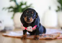 Misty, a female Miniature Dachshund for sale in Walnut Creek, OH – Photo 1 of 7