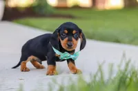Luca, a male Miniature Dachshund for sale in Walnut Creek, OH – 3 of 8