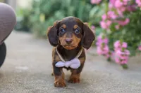 Lila, a female Miniature Dachshund for sale in Walnut Creek, OH – 5 of 10
