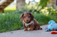 Chloe, a female Miniature Dachshund for sale in Walnut Creek, OH – 5 of 10