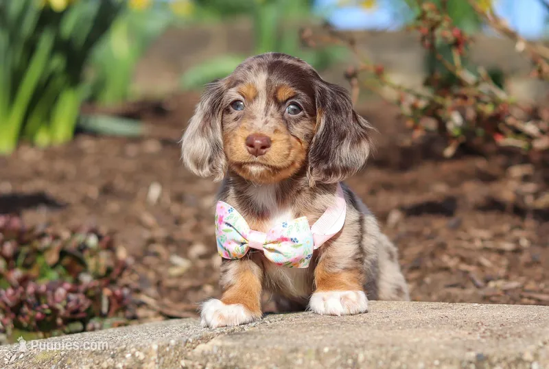 Lola, a female Dachshund for sale in Walnut Creek, OH – Photo 1 of 1