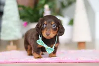 Robin, a male Miniature Dachshund for sale in Walnut Creek, OH – Photo 3 of 10