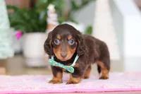 Robin, a male Miniature Dachshund for sale in Walnut Creek, OH – Photo 5 of 10