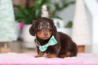 Robin, a male Miniature Dachshund for sale in Walnut Creek, OH – Photo 4 of 10