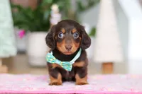 Robin, a male Miniature Dachshund for sale in Walnut Creek, OH – Photo 2 of 10