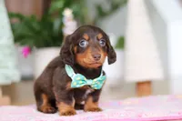 Robin, a male Miniature Dachshund for sale in Walnut Creek, OH – Photo 10 of 10