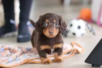 Robin, a male Miniature Dachshund for sale in Walnut Creek, OH – Photo 1 of 10