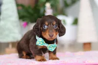 Robin, a male Miniature Dachshund for sale in Walnut Creek, OH – Photo 6 of 10