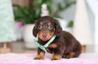 Robin, a male Miniature Dachshund for sale in Walnut Creek, OH – Photo 7 of 10