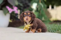 Grover, a male Miniature Dachshund for sale in Walnut Creek, OH – 7 of 10
