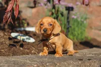 Bentley, a male Miniature Dachshund for sale in Walnut Creek, OH – 7 of 10