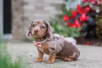 Ivy, a female Miniature Dachshund for sale in Walnut Creek, OH – 5 of 10