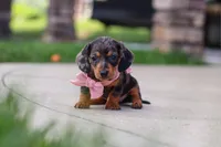 Agnes, a male Miniature Dachshund for sale in Walnut Creek, OH – 3 of 10
