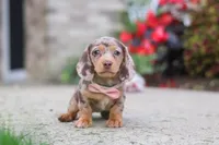 Ivy, a female Miniature Dachshund for sale in Walnut Creek, OH – 8 of 10
