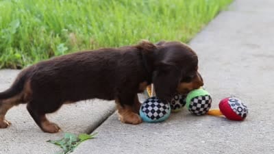 Lila, a female Miniature Dachshund for sale in Walnut Creek, OH – 10 of 10