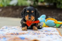 Clark, a male Miniature Dachshund for sale in Walnut Creek, OH – 4 of 8