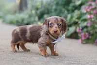 Rosie, a female Miniature Dachshund for sale in Walnut Creek, OH – 6 of 10