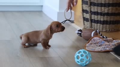 Bentley, a male Miniature Dachshund for sale in Walnut Creek, OH – 10 of 10