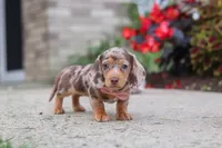 Ivy, a female Miniature Dachshund for sale in Walnut Creek, OH – 4 of 10