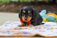 Clark, a male Miniature Dachshund for sale in Walnut Creek, OH – 2 of 8