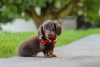 Charlie, a male Miniature Dachshund for sale in Walnut Creek, OH – 6 of 10