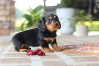 Arthur, a male Miniature Dachshund for sale in Walnut Creek, OH – 6 of 9
