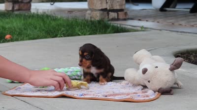 Grover, a male Miniature Dachshund for sale in Walnut Creek, OH – 10 of 10