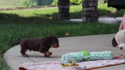 Lennon, a male Miniature Dachshund for sale in Walnut Creek, OH – 8 of 8