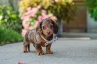 Chloe, a female Miniature Dachshund for sale in Walnut Creek, OH – 9 of 10