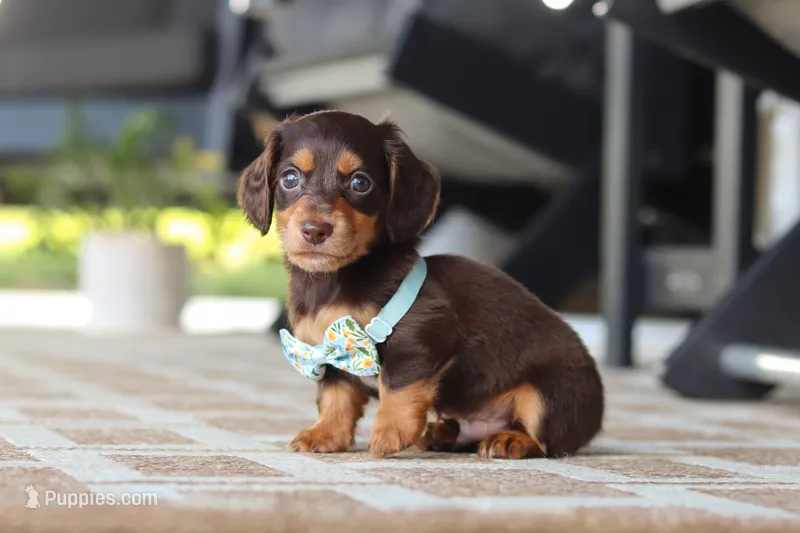 Warren  – Miniature Dachshund puppy for sale in Walnut Creek, OH
