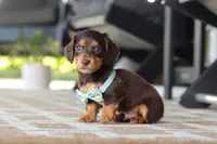 Warren , a male Miniature Dachshund for sale in Walnut Creek, OH – 1 of 10