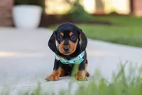 Luca, a male Miniature Dachshund for sale in Walnut Creek, OH – 2 of 8