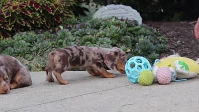 Ivy, a female Miniature Dachshund for sale in Walnut Creek, OH – 10 of 10
