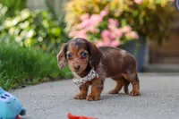 Chloe, a female Miniature Dachshund for sale in Walnut Creek, OH – 8 of 10