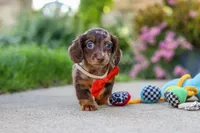 Benson, a male Miniature Dachshund for sale in Walnut Creek, OH – 4 of 10