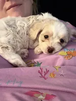 Tiki, a female Shihpoo and Chihuahua for sale in Westfield, MA – 2 of 7