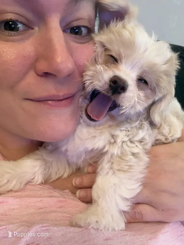 Tiki – Shihpoo, Chihuahua puppy for sale in Westfield, MA