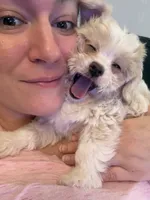 Tiki, a female Shihpoo and Chihuahua for sale in Westfield, MA – 1 of 7