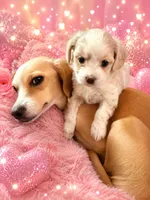 Tiki, a female Shihpoo and Chihuahua for sale in Westfield, MA – 4 of 7