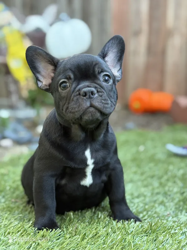 AKC Harry – French Bulldog puppy for sale in Los Angeles, CA