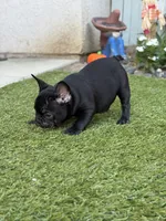 Harry, a male French Bulldog for sale in Los Angeles, CA – 3 of 3