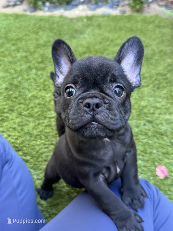 Draco – French Bulldog puppy for sale in Thousand Oaks, CA