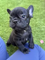 Draco, a male French Bulldog for sale in Thousand Oaks, CA – 2 of 3