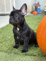 Draco, a male French Bulldog for sale in Los Angeles, CA – 2 of 3