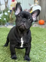 Harry, a male French Bulldog for sale in Los Angeles, CA – 2 of 3