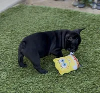 Draco, a male French Bulldog for sale in Thousand Oaks, CA – 3 of 3