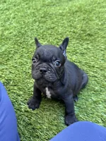Harry, a male French Bulldog for sale in Thousand Oaks, CA – 2 of 3