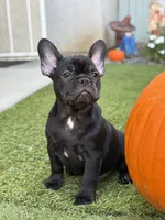 Draco, a male French Bulldog for sale in Los Angeles, CA – 1 of 3